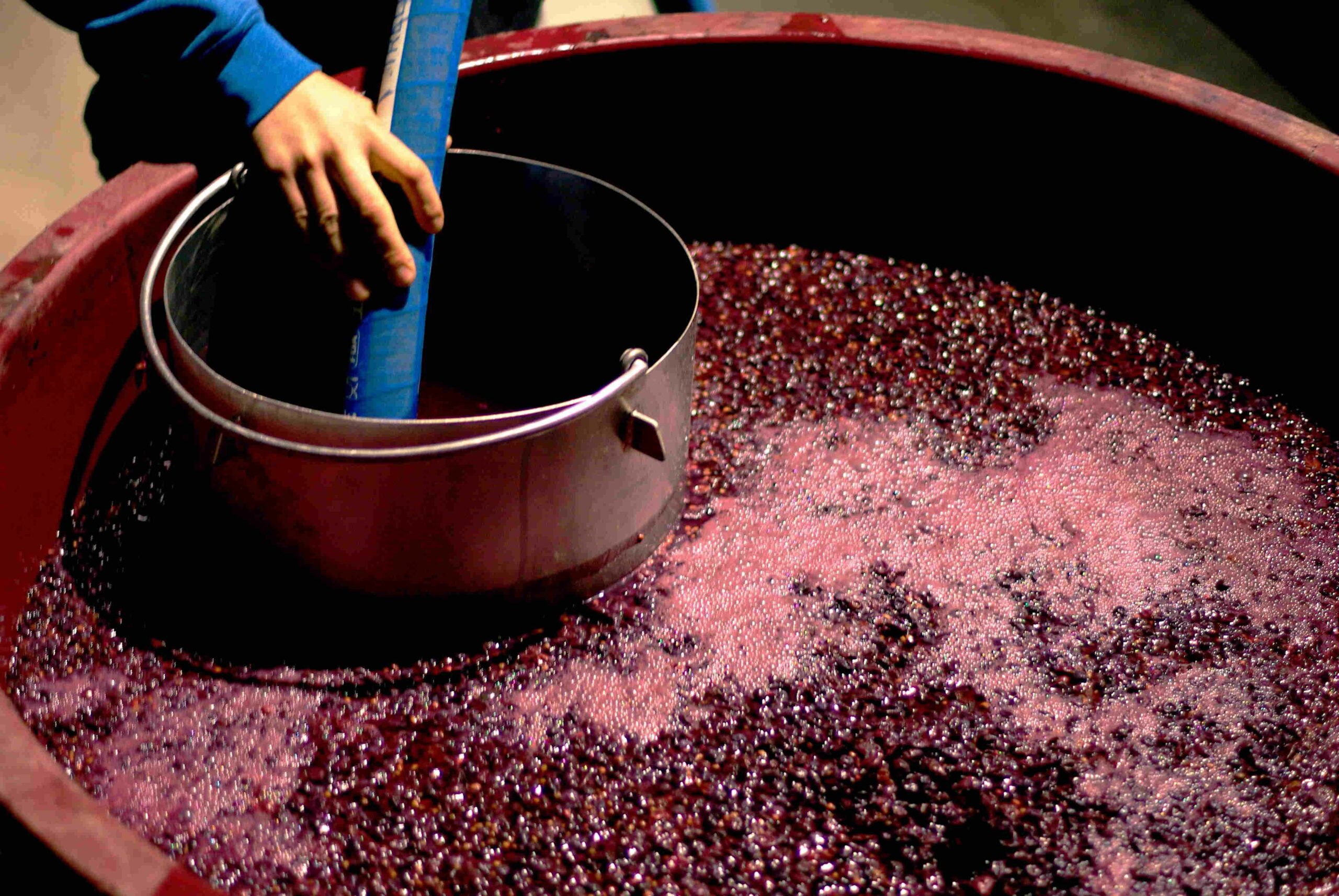 elaborando vino casero